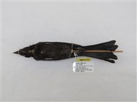 藏品(大卷尾)的圖片